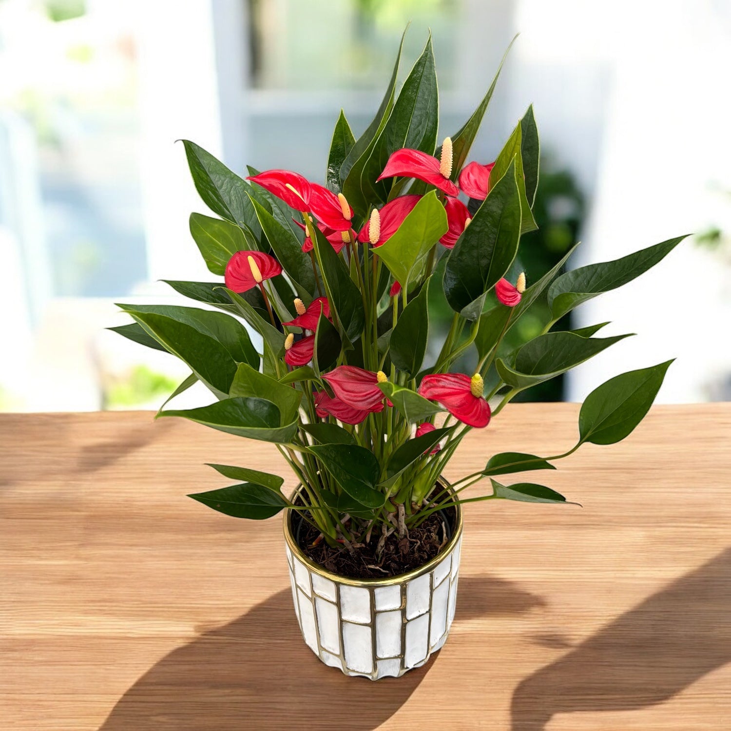 Anthurium ‘Million Flowers Red' - explozie de flori rosii tropicale
