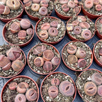 Lithops mini mix ("levande stenar")