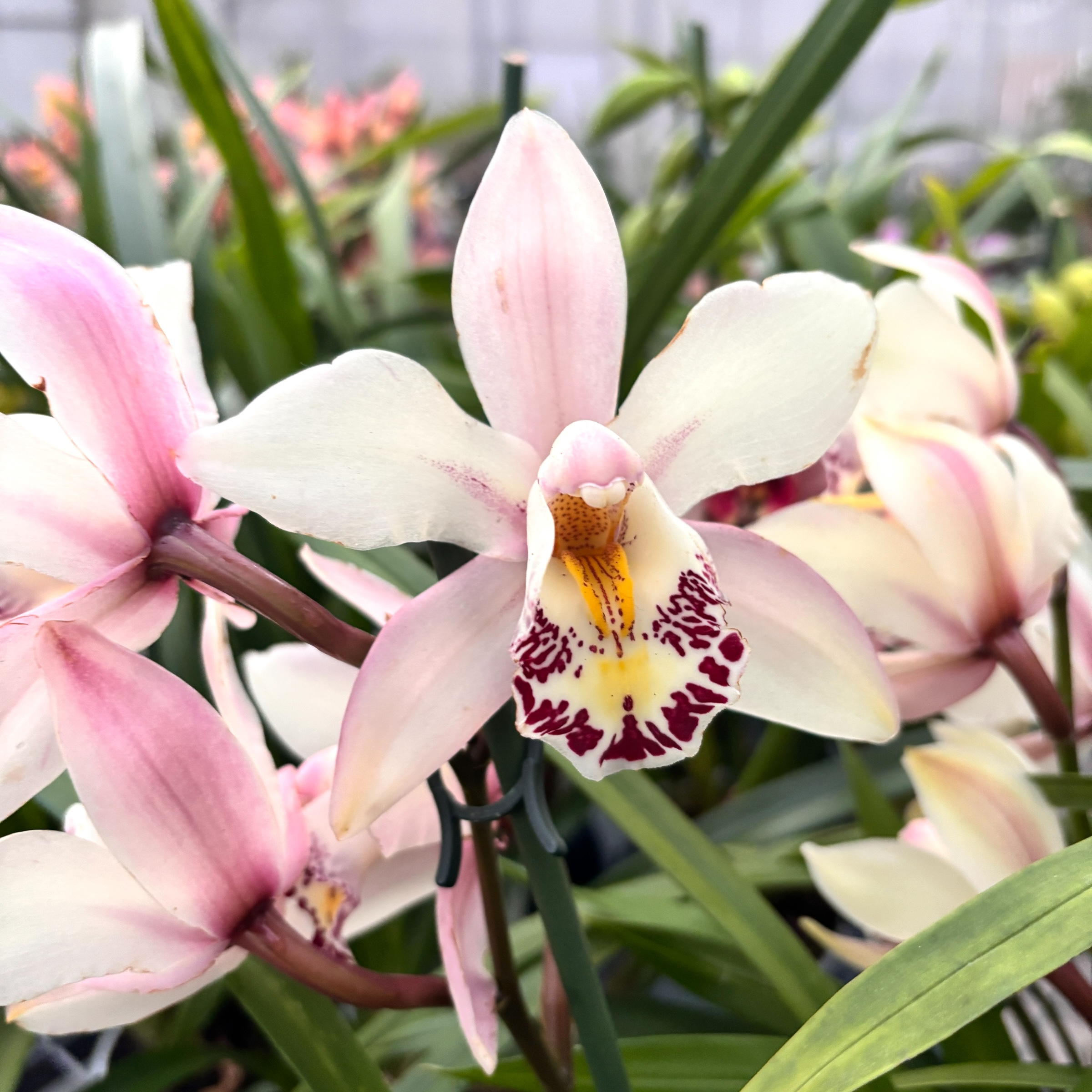 Cymbidium Little Stef