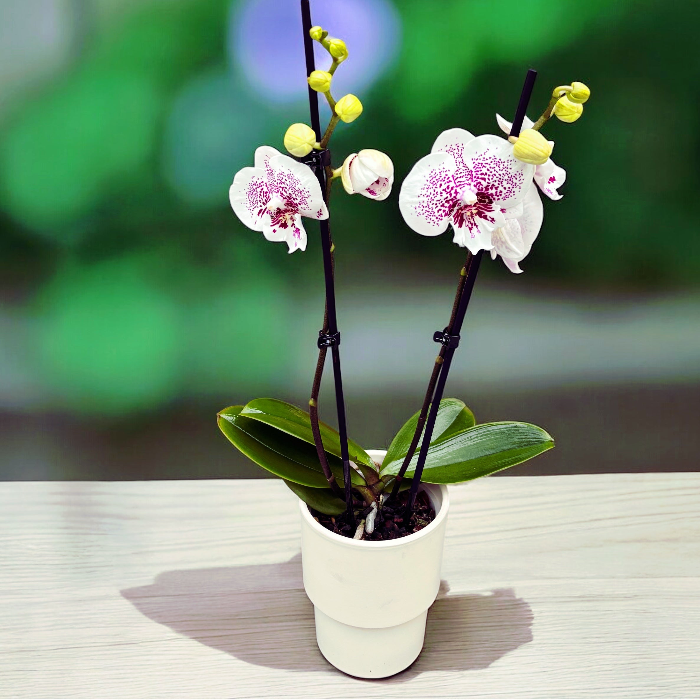Phalaenopsis Bounty big lip