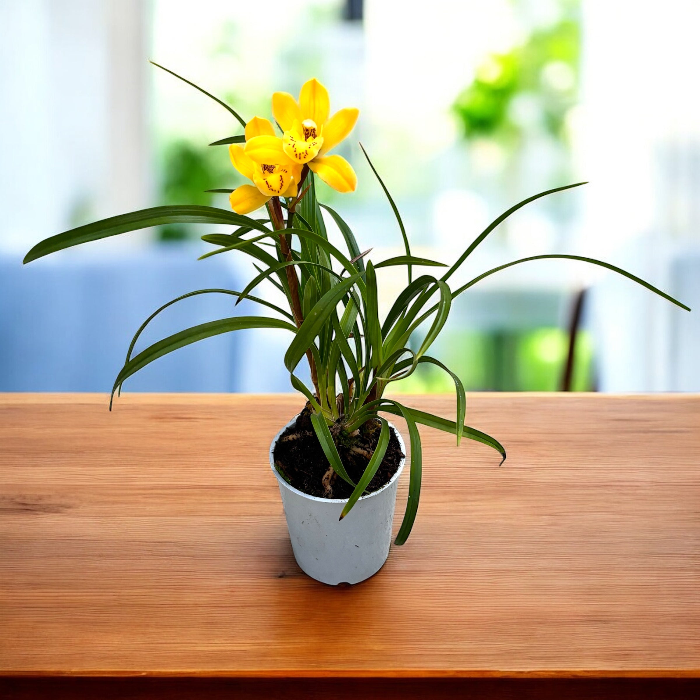 Cymbidium Eastern Bunny - miniatura compacta cu flori parfumate