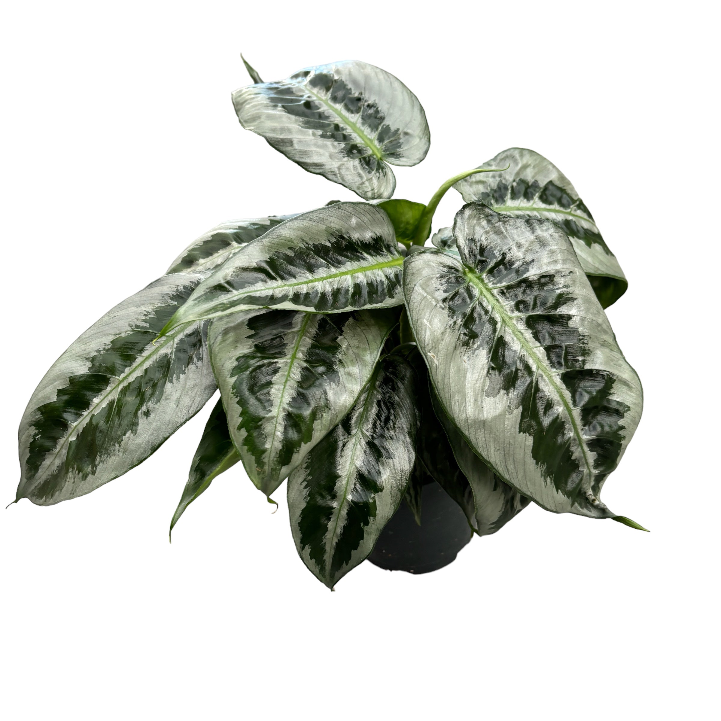 Schismatoglottis Motleyana (frunze cu defecte)