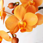 Vandaenopsis Irene Dobkin 'Elmhurst' HCC/AOS