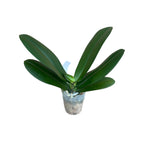 Phalaenopsis Fuller's Sunset '646' (peloric)