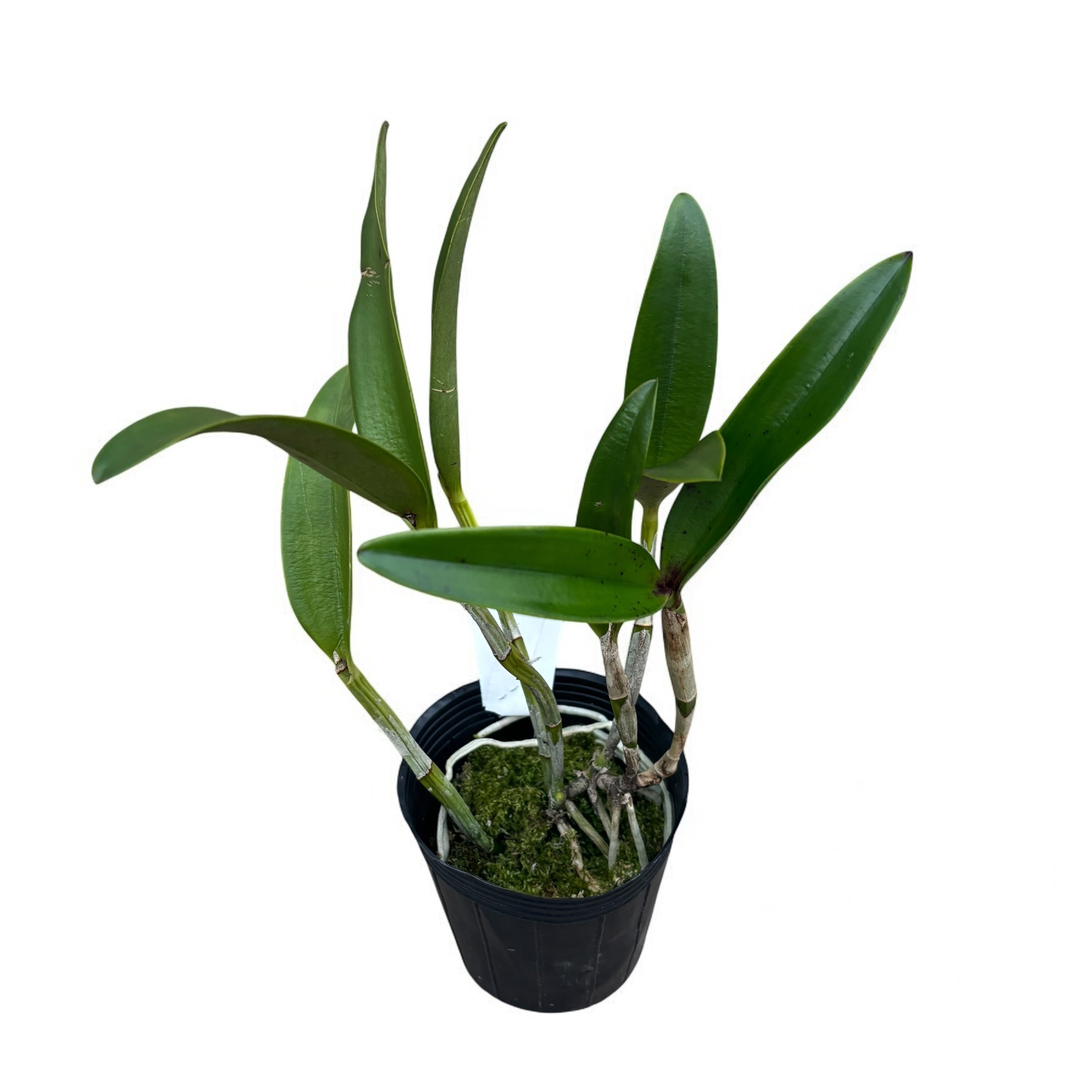 Cattleya Green Emerald (intensiv duftende Blüten)