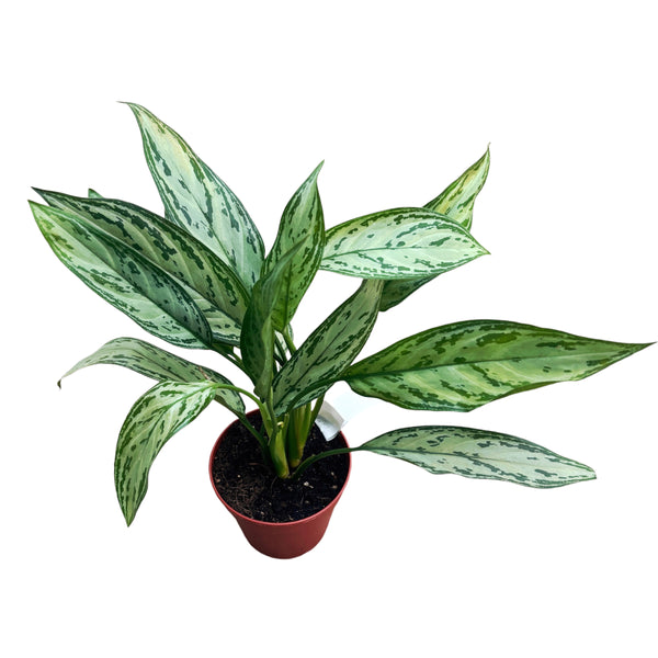 Aglaonema 'Silver Queen Compacta’ 2pp