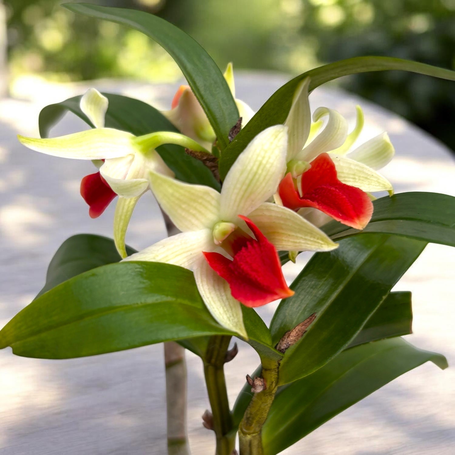 Dendrobium Hsinying Frostymaree 'Fire Bird'