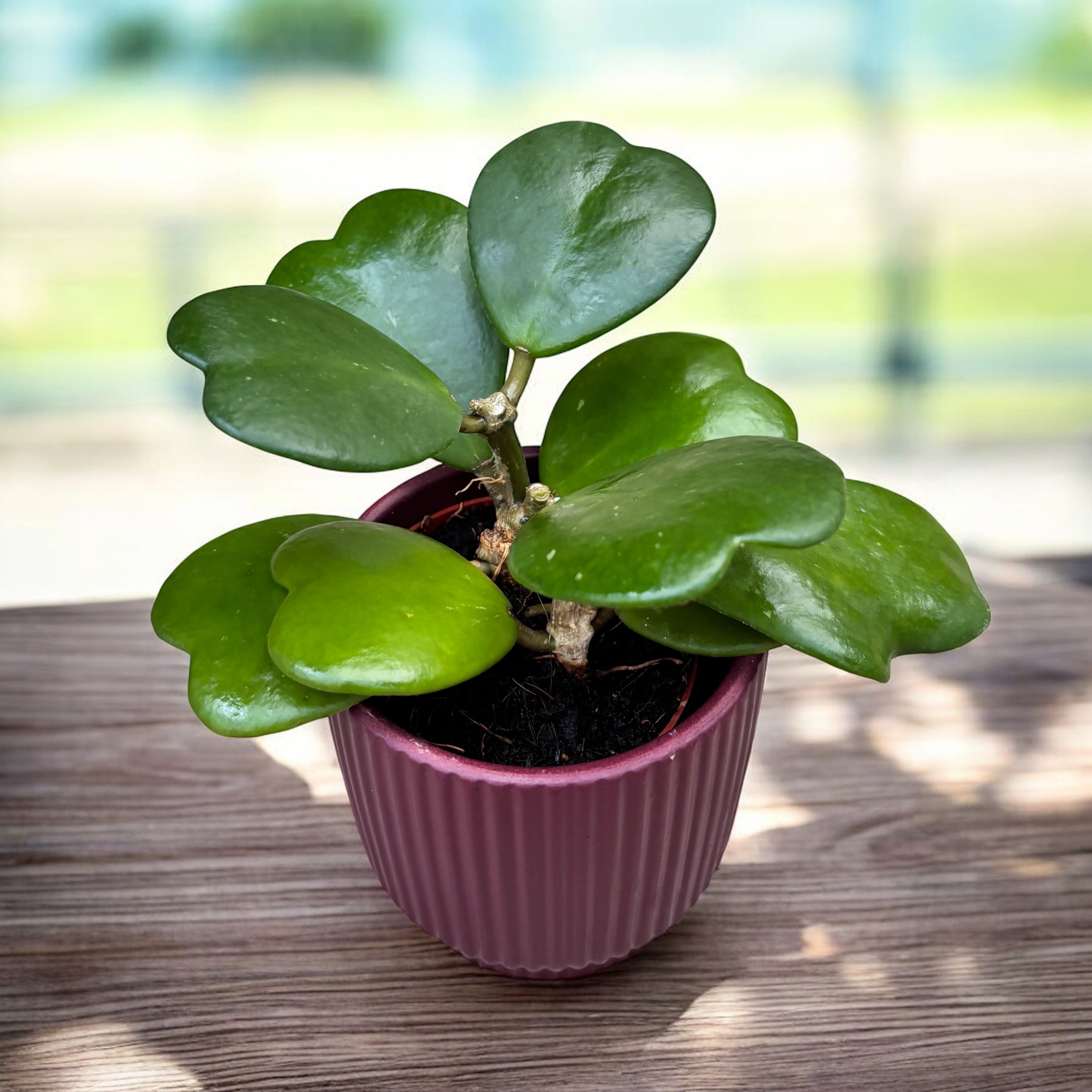 Hoya kerrii - frunze in forma de inima