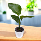 Strelitzia Nicolai - Paradiesvogelblume