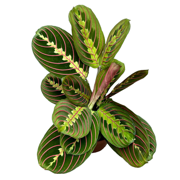 Maranta leuconeura var. erythroneura (Tricolor) - Planta care se roaga (Prayer plant)