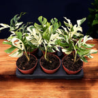 Monstera minima 'Variegata' (Rhaphidophora tetrasperma 'Variegata')