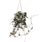 Ceropegia woodii ‘Silver Glory’ - Lantul inimilor (String of hearts)