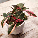 Hoya carnosa 'Flamingo Dream' D12 - frunze variegate si flori parfumate