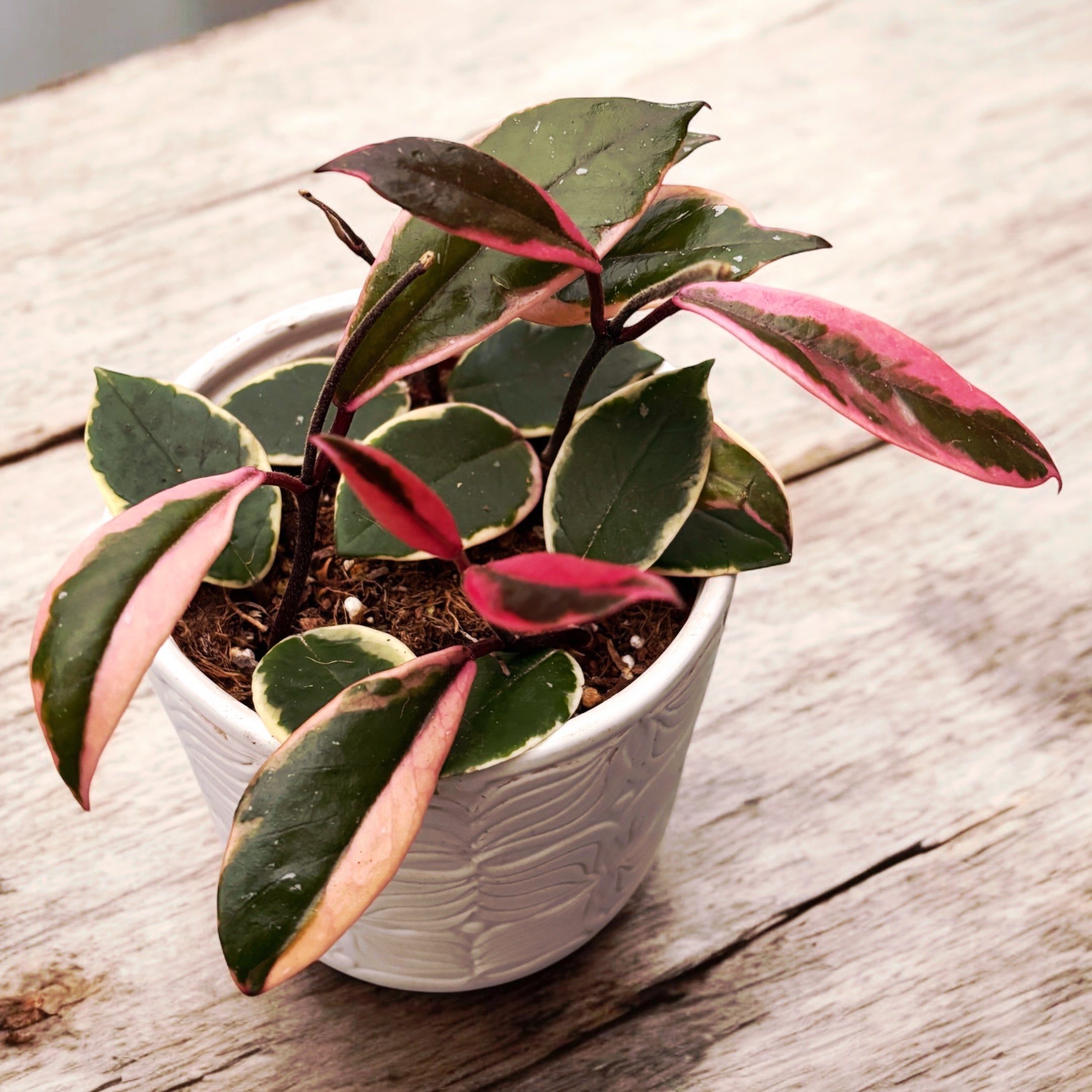 Hoya carnosa 'Flamingo Dream' D12 - frunze variegate si flori parfumate