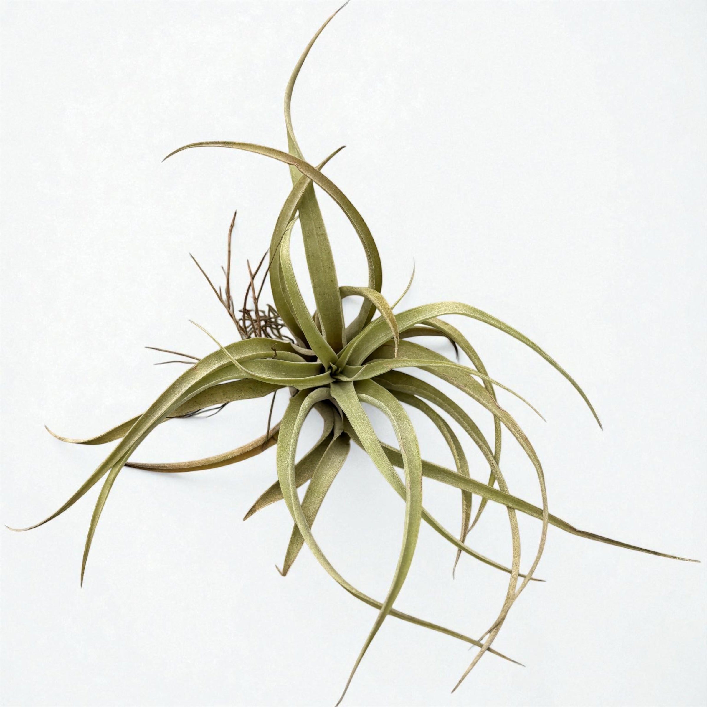 Tillandsia Multiflora – planta aerofita spectaculoasa, usor de ingrijit