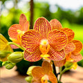Phalaenopsis Indian Summer (Little Zorro) - palkittu orkidea