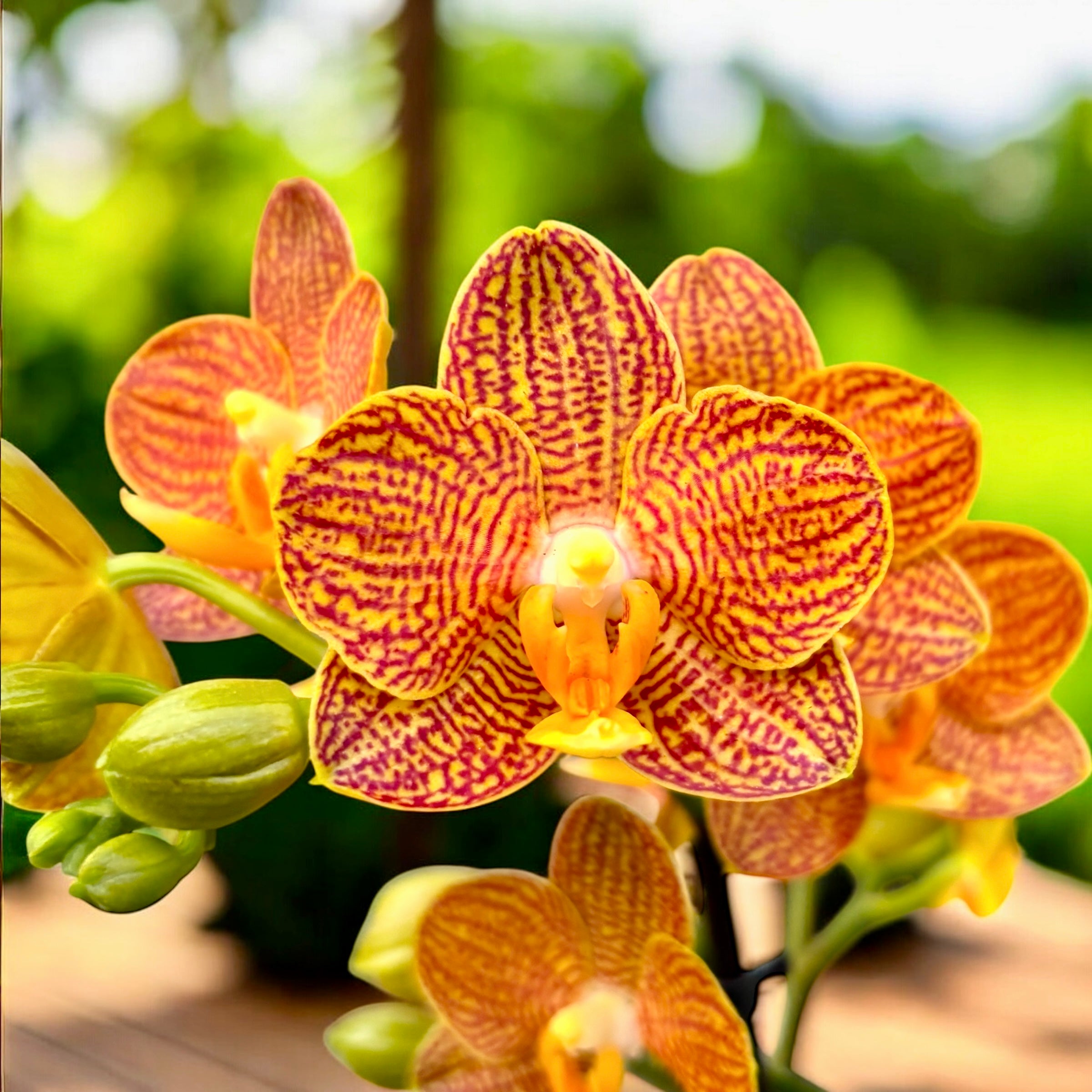 Phalaenopsis Indian Summer (Little Zorro) - orhidee premiata