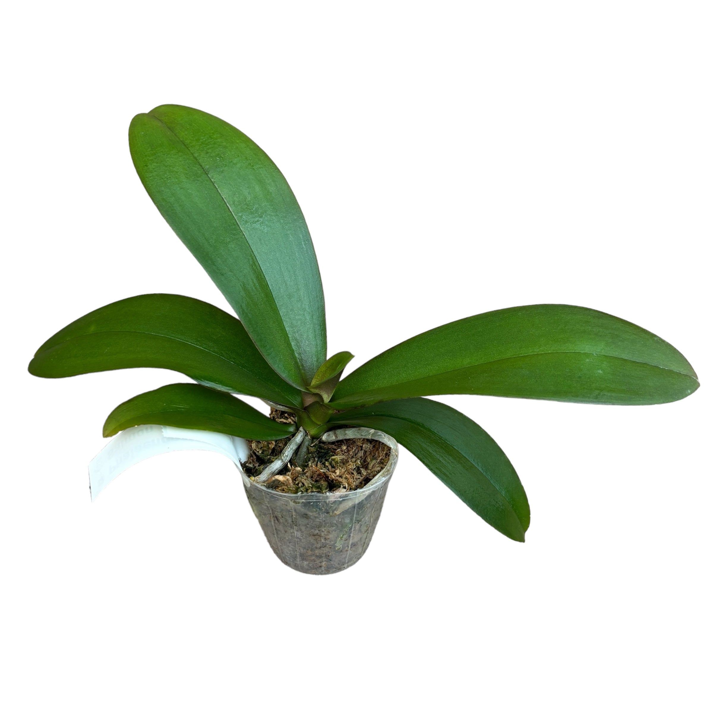 Phalaenopsis Charming Salmon '1320' (Velká pysk)