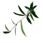 Hoya siariae 'Pink' (Hoya blashernaezii ssp. siariae 'Pink') - entwickelte Exemplare