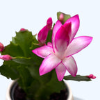 Schlumbergera ‘Jolly Purple’ (Božična zvezda)