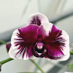 Phalaenopsis Hsinying Little Knight 'Plastic Doll'