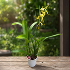 Brassidium Shooting Star - fragrant flowers