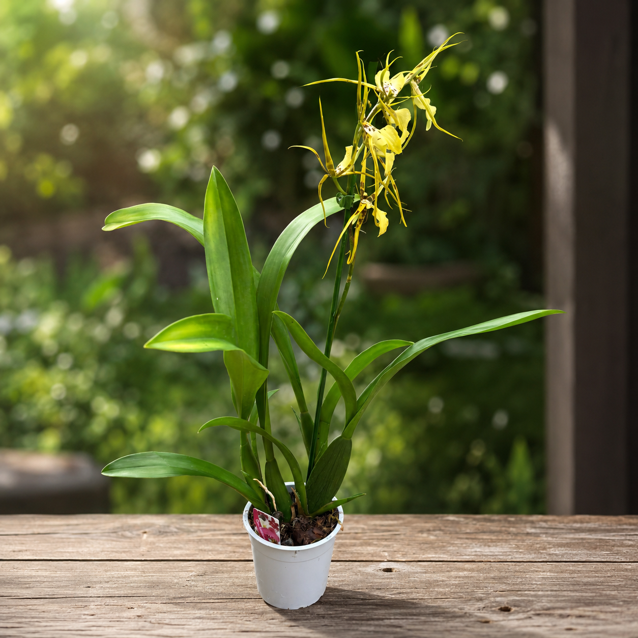 Brassidium Shooting Star - fragrant flowers