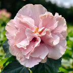 Ιβίσκος Adonicus 'Double Rosa' - διπλά XL άνθη (1 φυτό/ γλάστρα)