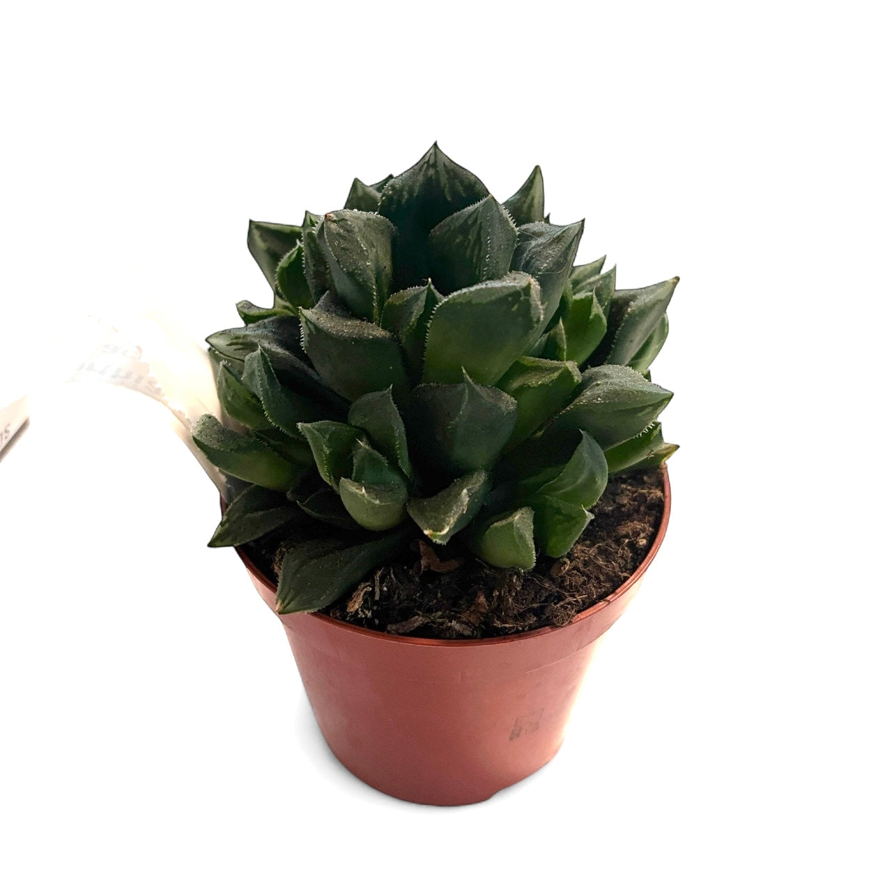 Haworthia retusa var. acuminata