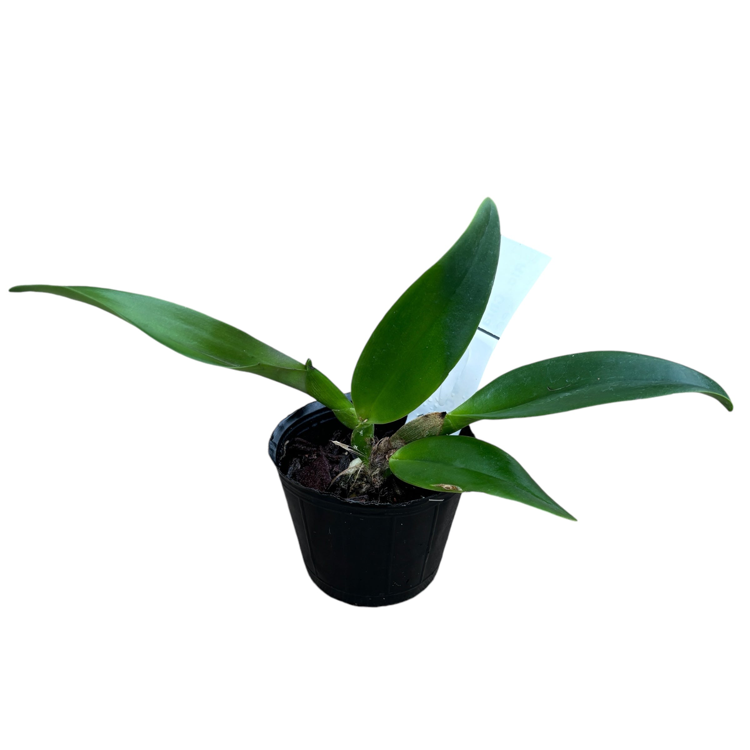 Rlc. Chia Lin 'New City' - riesige duftende Blumen