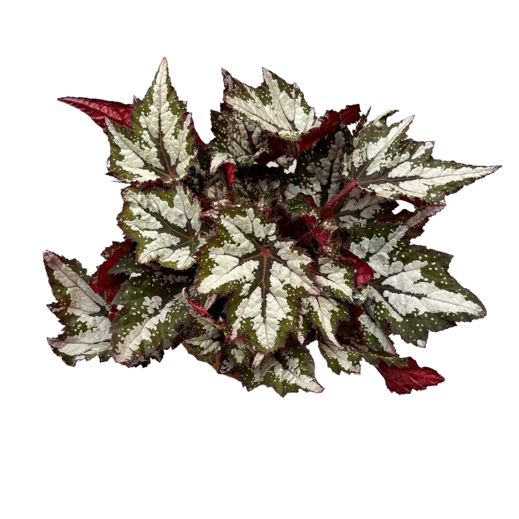 Μπεγόνια 'Bewitched Wintergreen'