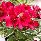 Alstroemeria ‘Colorita Katiana’ - Crin peruan compact cu flori rosii si frunze variegate
