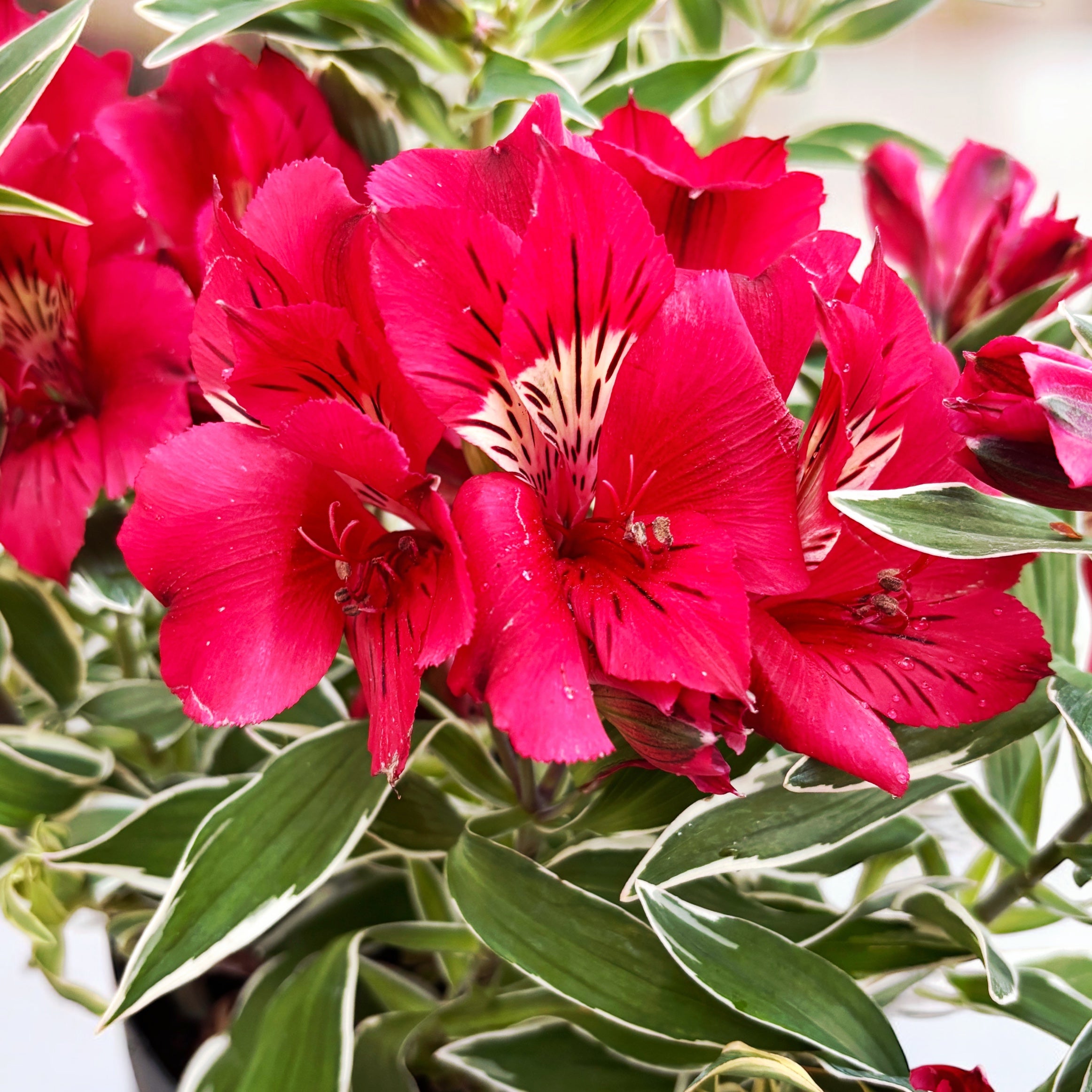 Alstroemeria ‘Colorita Katiana’ - Crin peruan compact cu flori rosii si frunze variegate