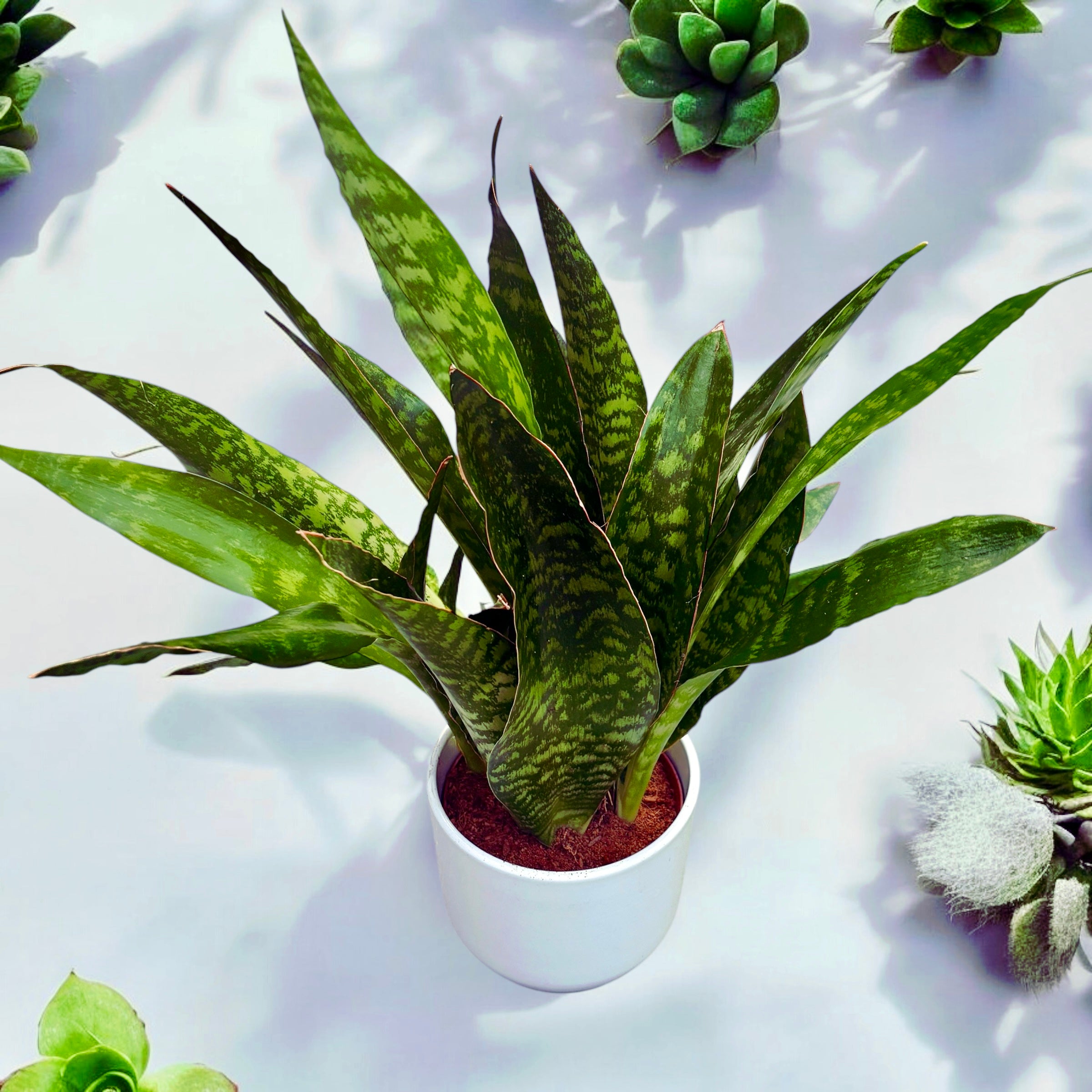 jaboa snake plant Sansevieria 'Aubrytiana Jaboa' – Secret Garden Plant Shop