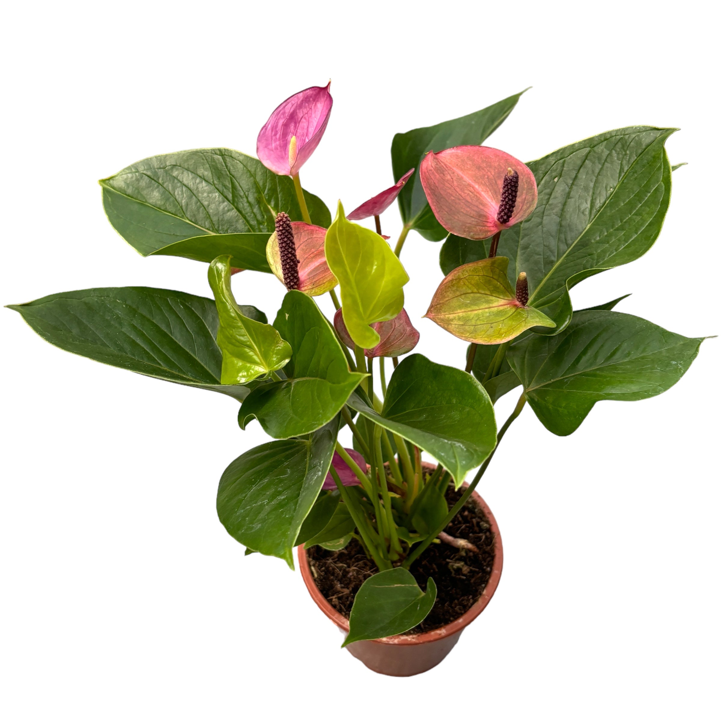 Anthurium ‘Baby Purple’ - eleganta compacta in nuante de violet intens