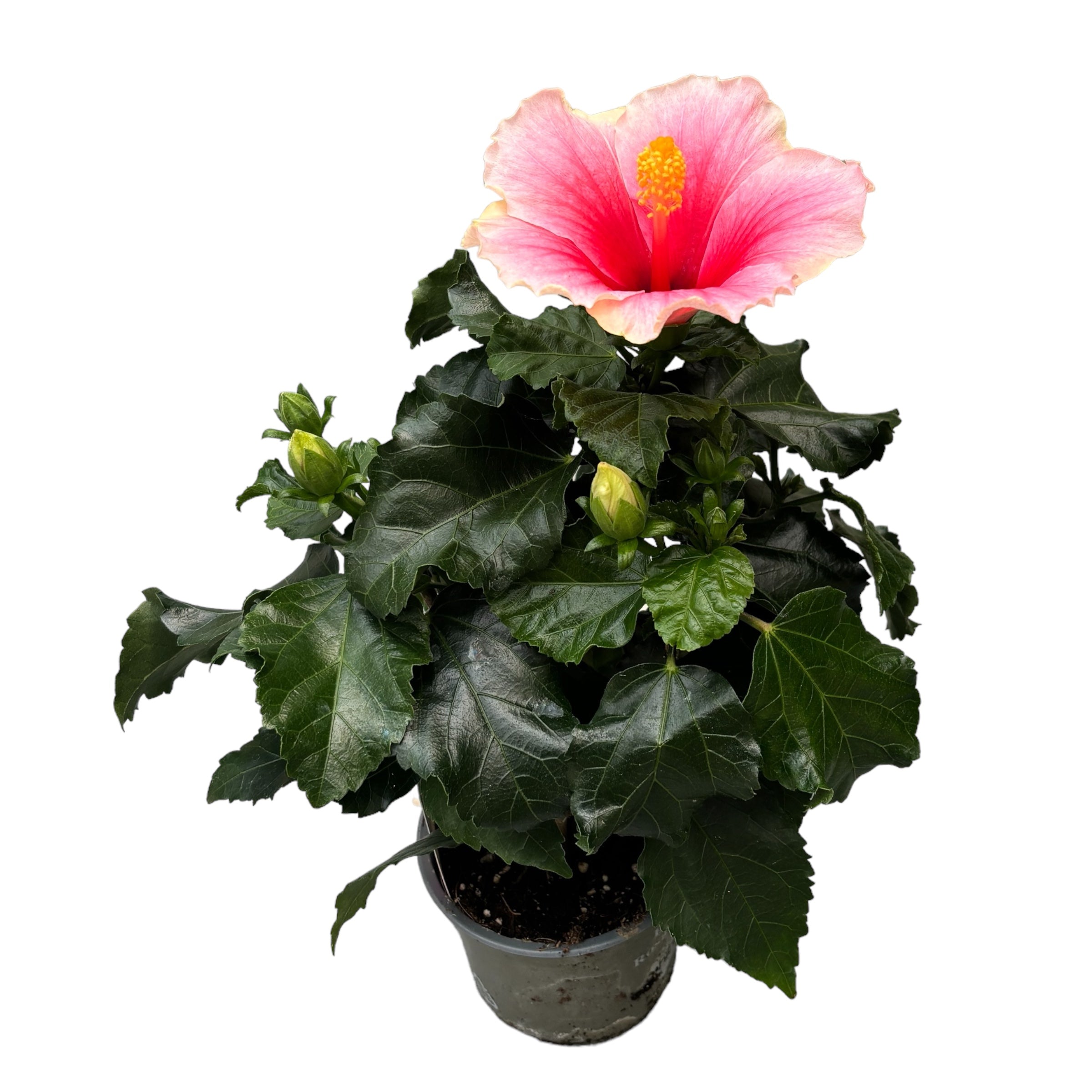 Hibiscus rosa-sinensis ‘Geisha’ - nagy fehér-rózsaszín virágú japán rózsák