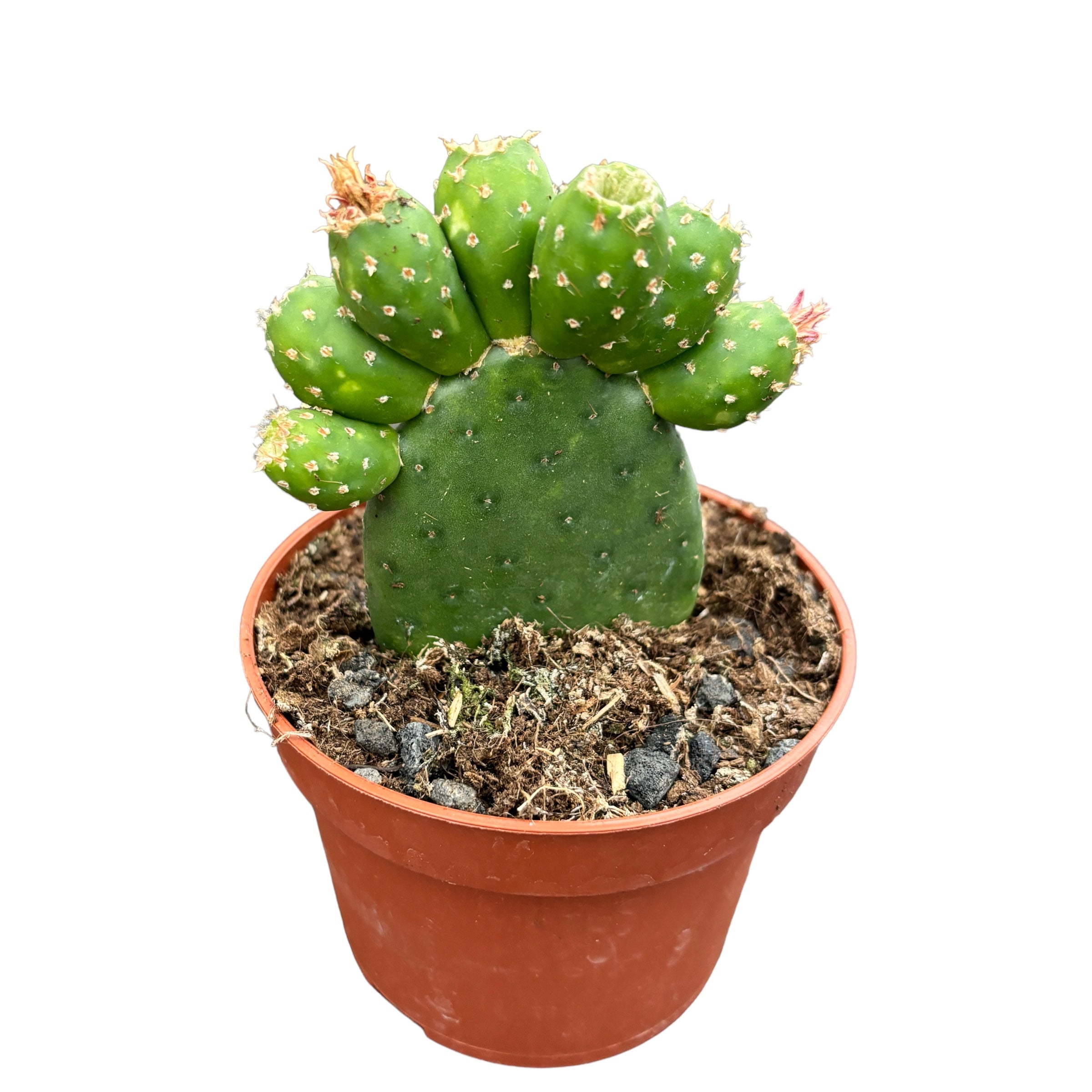 Opuntia Inamoena