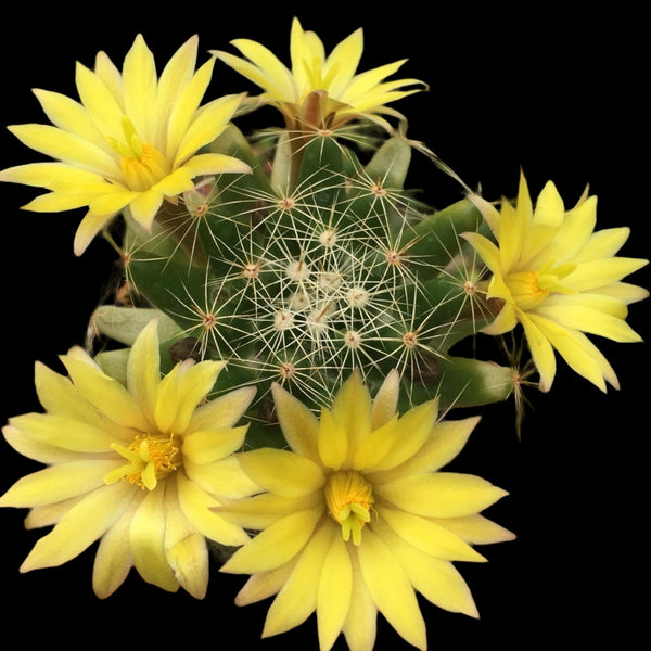 Mammillaria longimamma (Fingerkaktus)