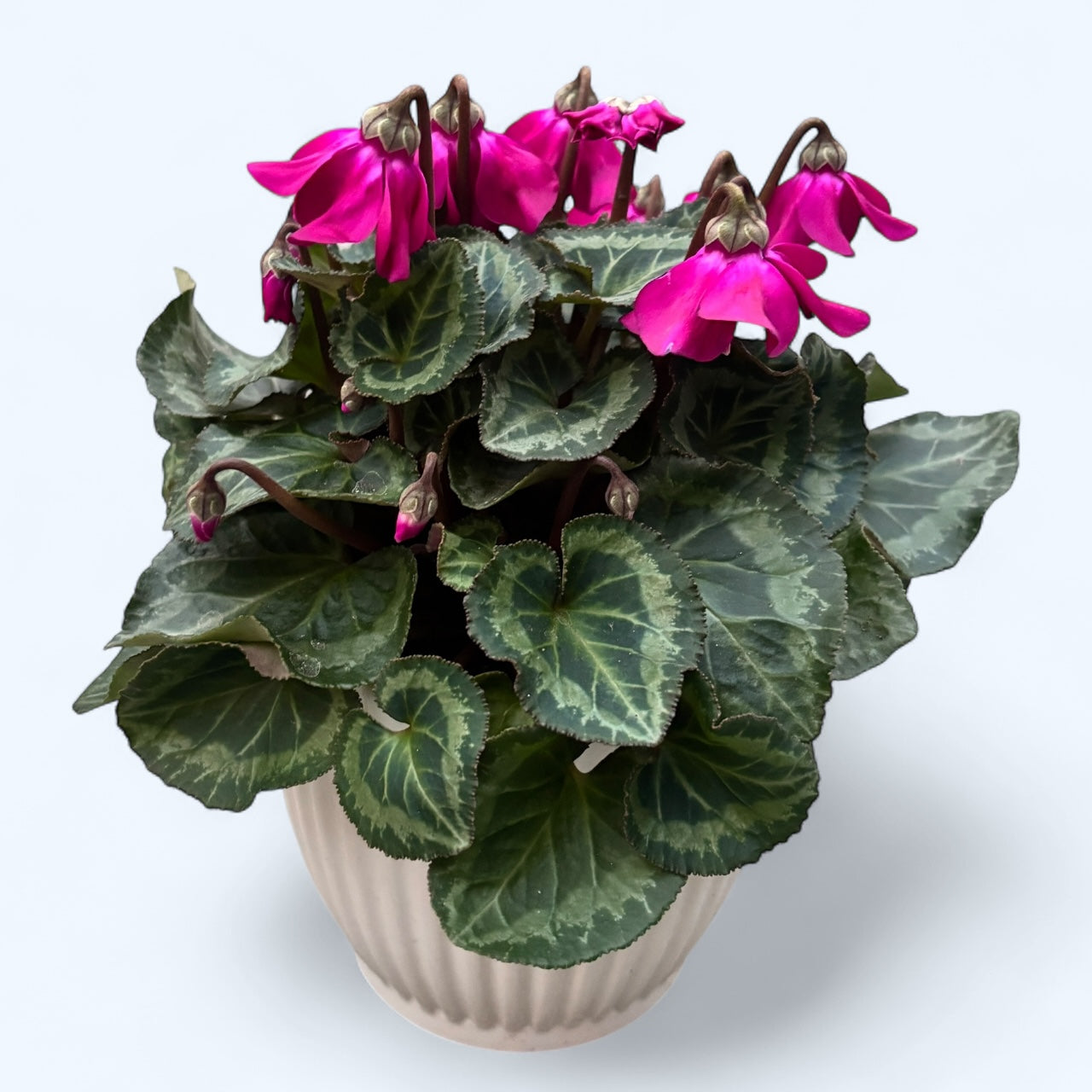 Cyclamen ‘Petticoat’