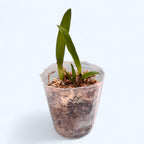 Cattleya tenebrosa 'YD Black Eye' - flori mari parfumate