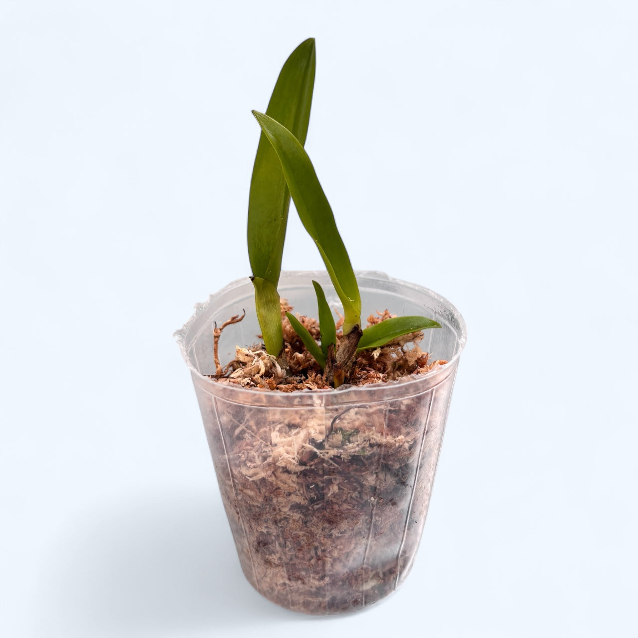 Cattleya tenebrosa 'YD Black Eye' - flori mari parfumate