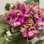 Saintpaulia LE-Sestra Korolevy (Sestra královny)