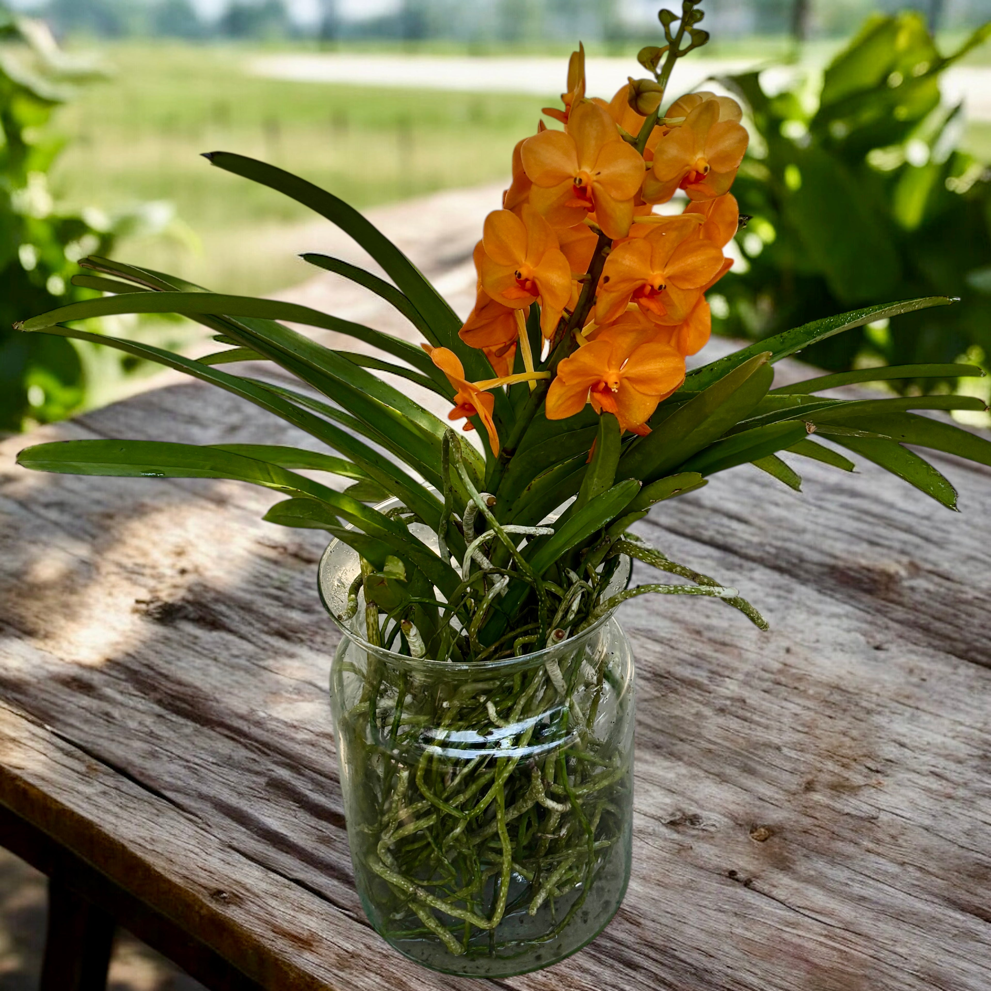 Vanda Natcha Magic Orange (Ansu)