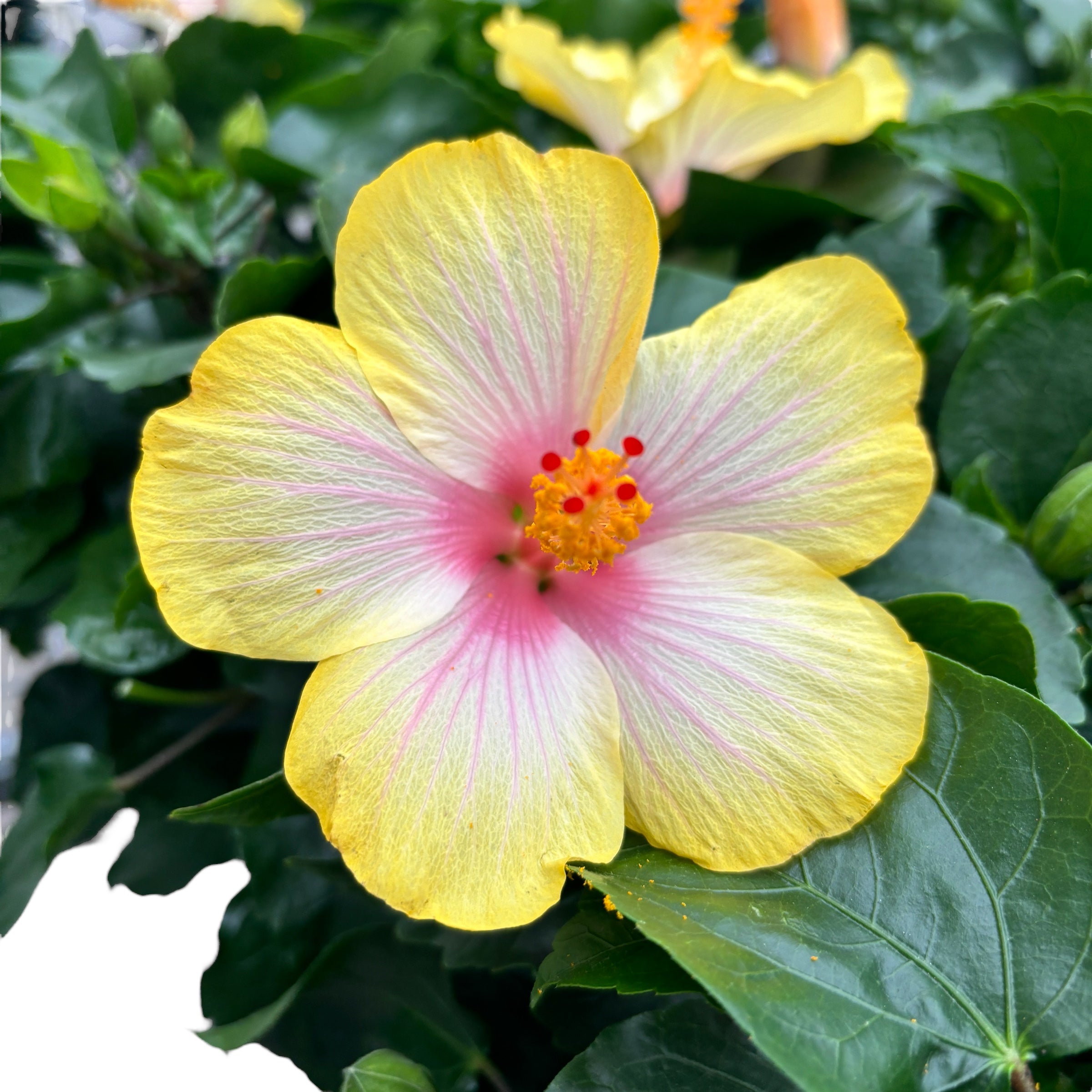 Hibiscus rosa-sinensis ‘Cocktail’ - nagy sárga-rózsaszín virágú japán rózsák