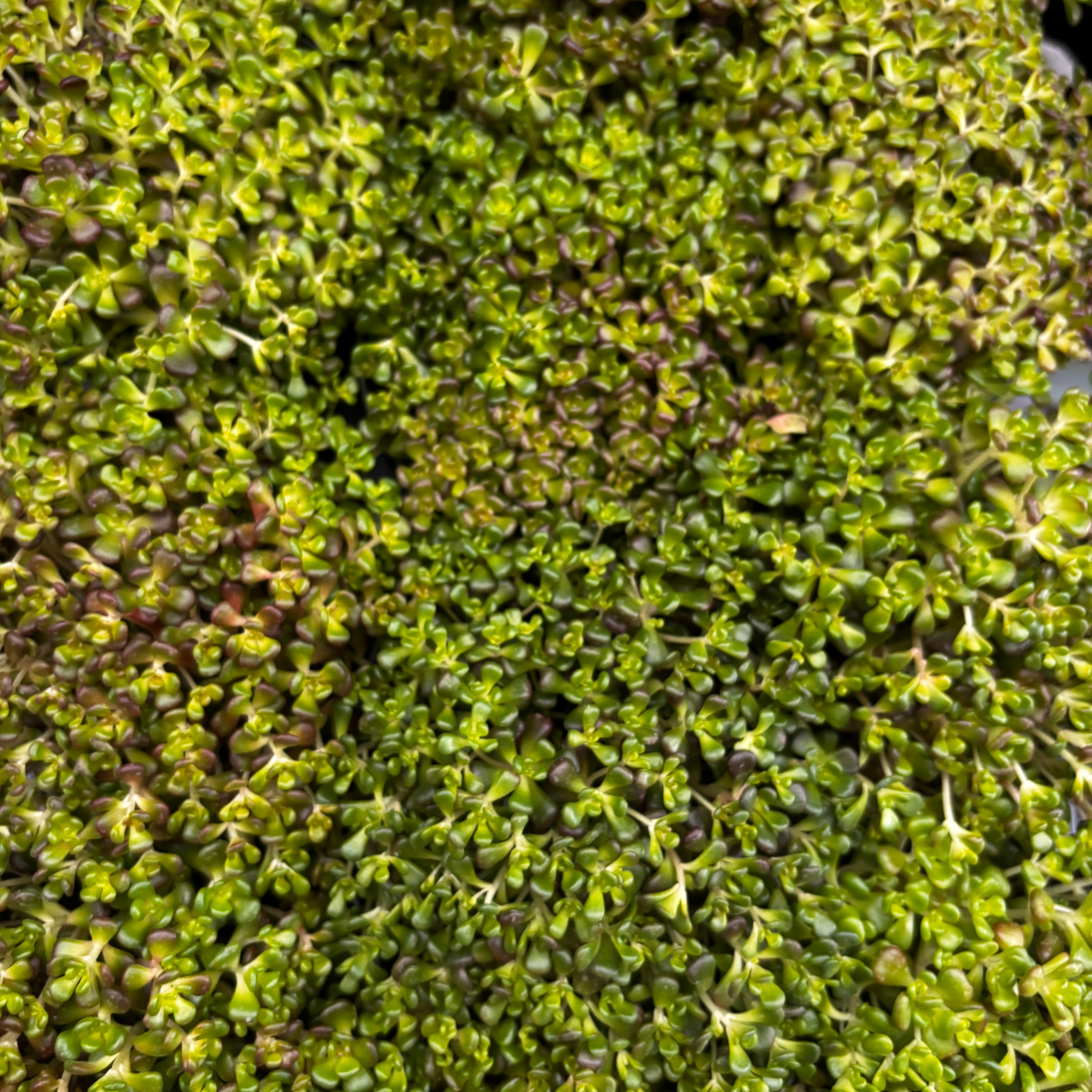 Sedum oreganum (iarba grasa de Oregon) – covor compact cu nuante spectaculoase tot anul