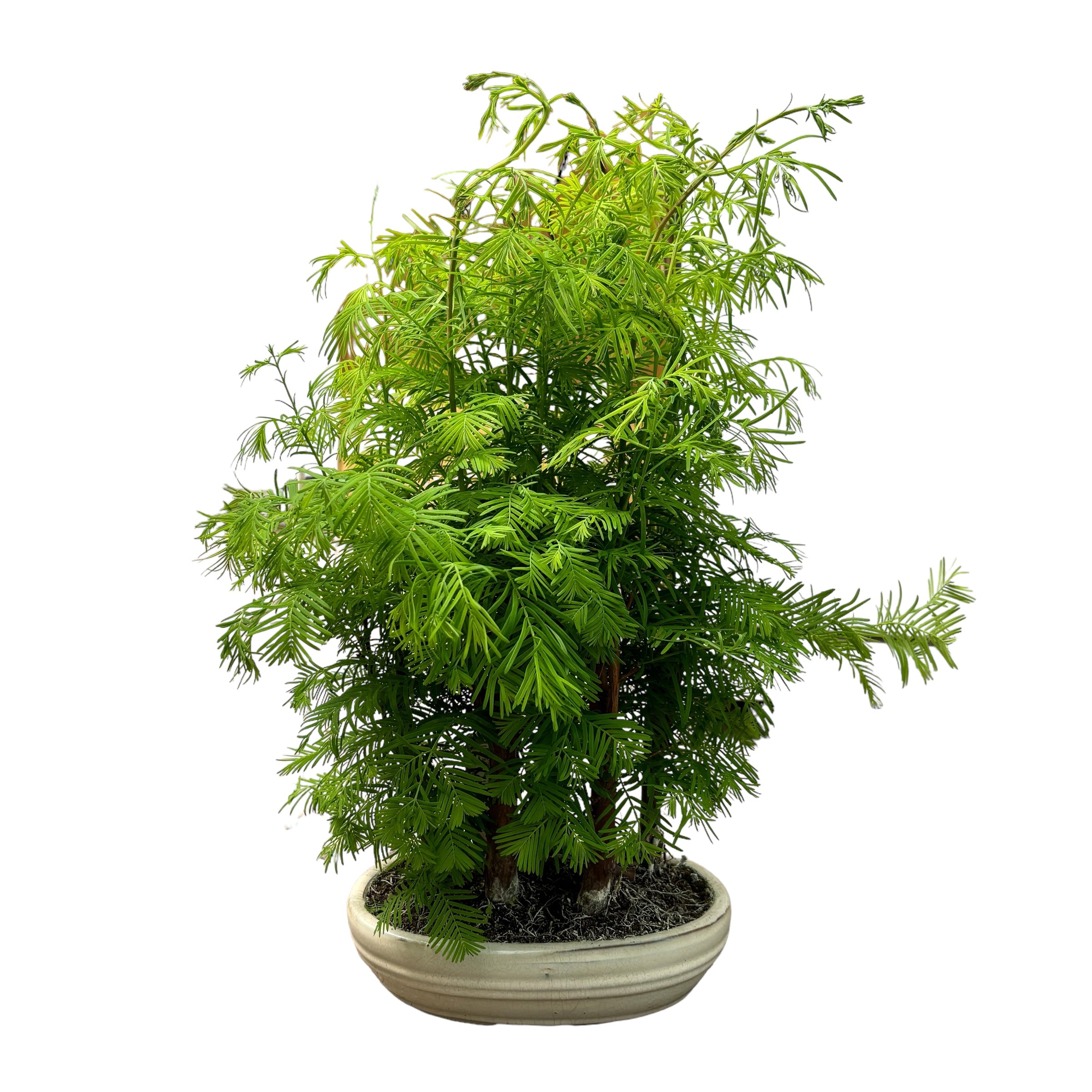 Bonsai Metasequoia forest
