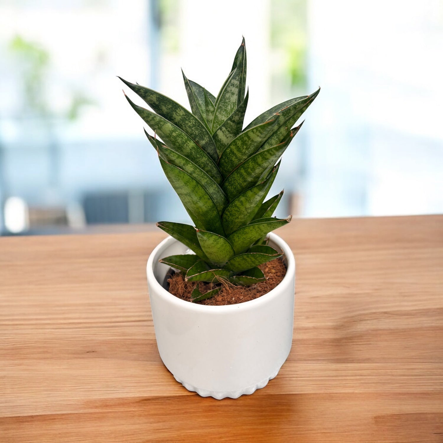 sansevieria cilíndrica Sansevieria cylindrica 'Starshooter'