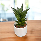 Sansevieria cylindrica ‘Starshooter’