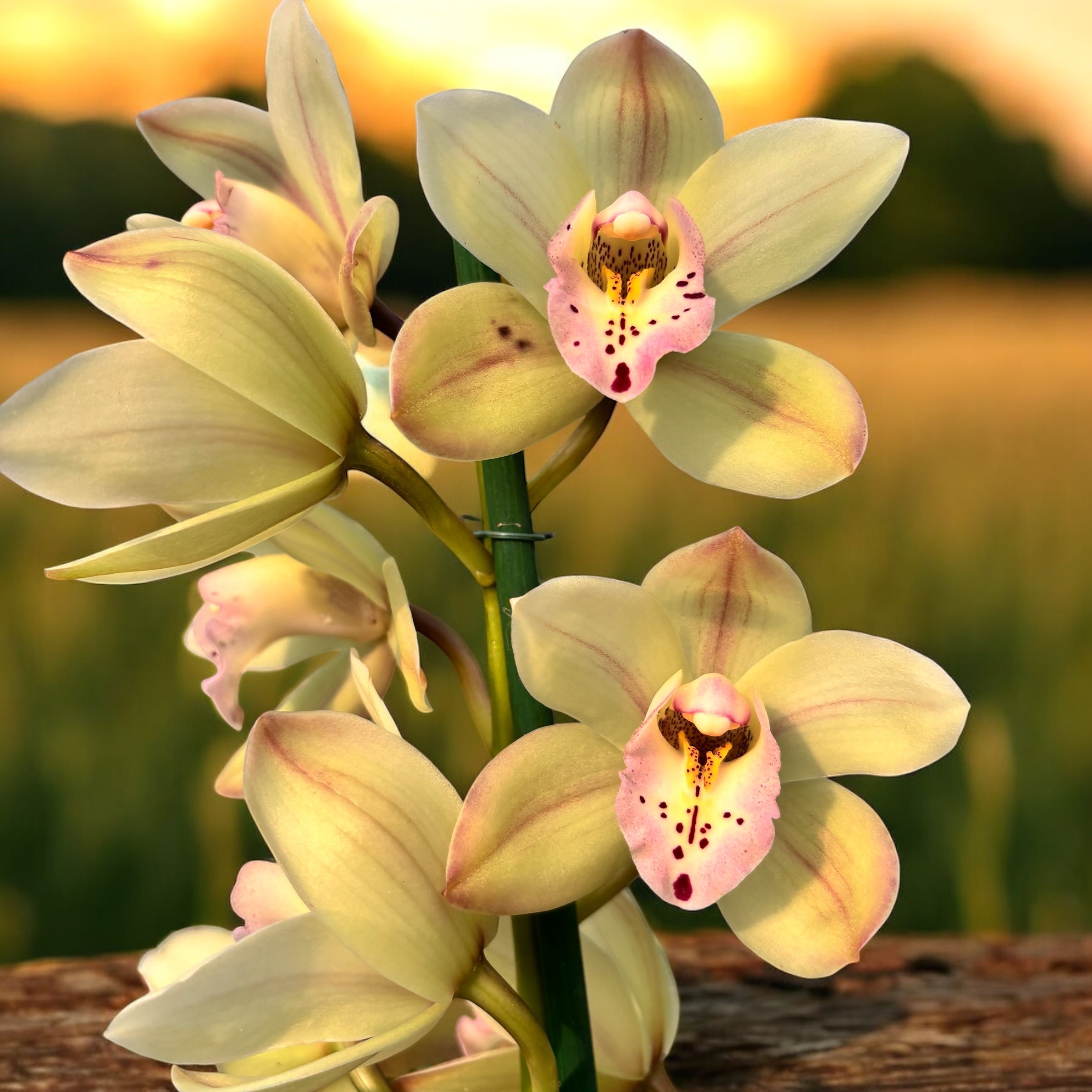 Cymbidium Let Flor