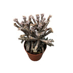 Kalanchoe Tubiflora ('mother of millions')